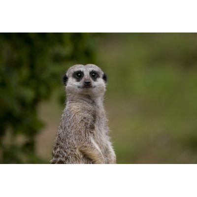 Suricate par King_Louie