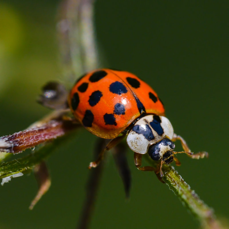 Coccinelle asiatique sur toile Erina, H 12 po x l 12 po