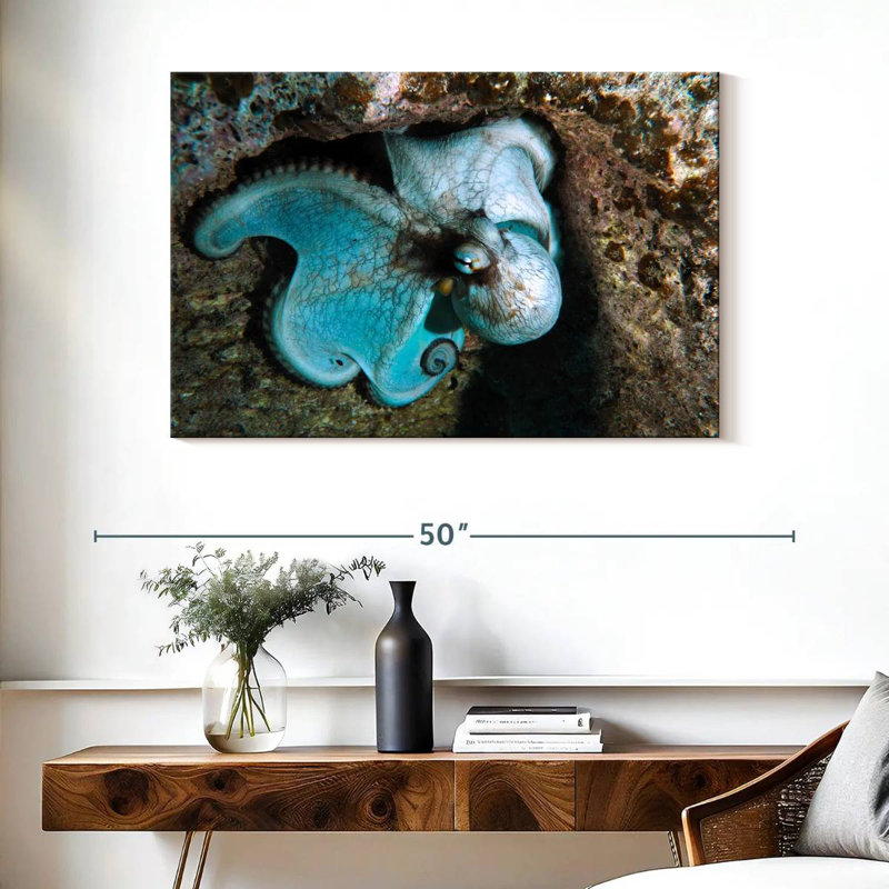 Brampt Wild Octopus In Grand Cayman Island, 26" H x 39" W