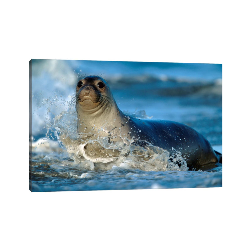 Northern Elephant Seal Female In Splashing Surf, North America by Tim Fitzharris - Wrapped Canvas Print