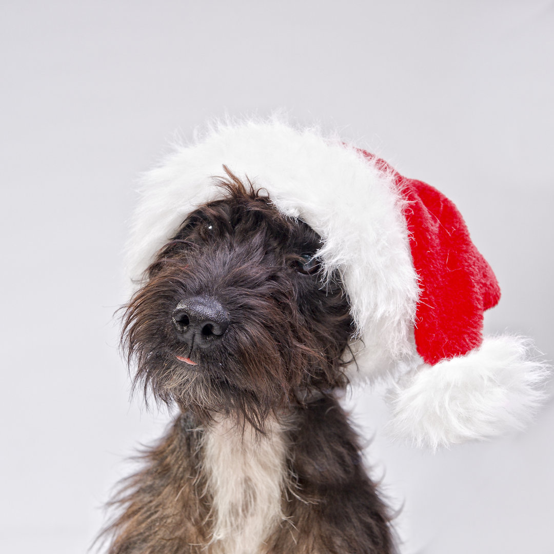 Weihnachten kommt - Drucken