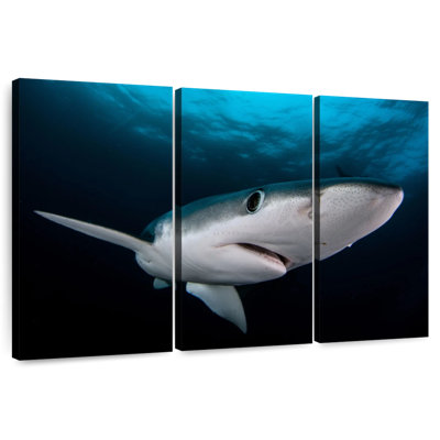 Requin bleu sous-marin Brampt