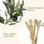 Olive artificielle avec tronc de bois naturel-1223660244
