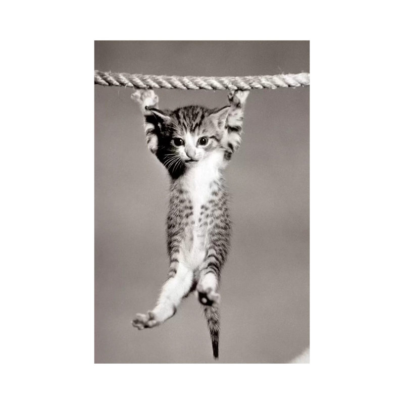 1950s Little Kitten Hanging From Rope Looking At Camera by Vintage Images - Wrapped Canvas Gallery-Wrapped Canvas Giclée