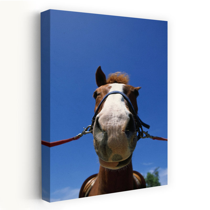 Low-Angle View Of Horse Wearing Bridle by Chris Pinchbeck - Wrapped Canvas Print, 24" H x 16" W