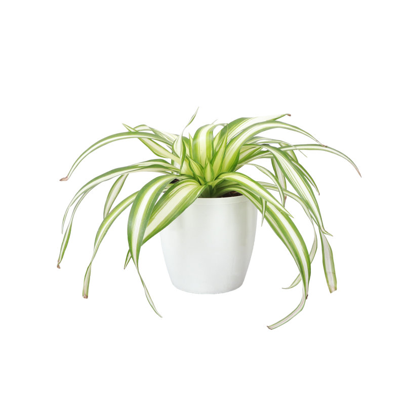 Live Spider Plant in Classic Pot, White
