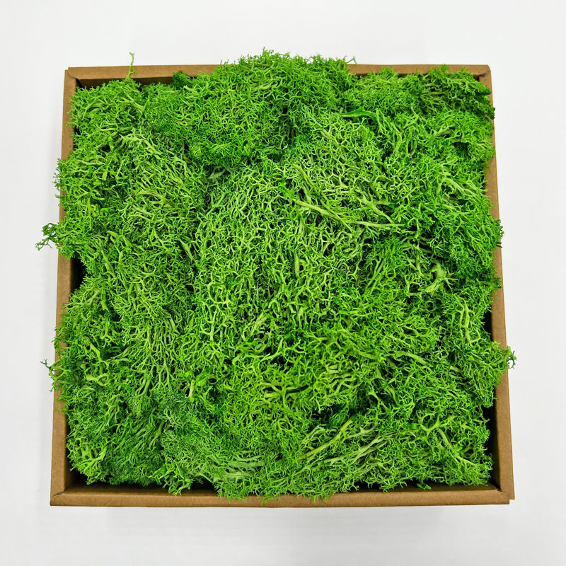 Mousse de renne préservée en vert émeraude, H 1,5 po x l 5,5 po x P 7,5 po