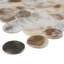 Conchella Penny Natural 11-1/4" x 11-5/8" Natural Shell Mosaic Tile
