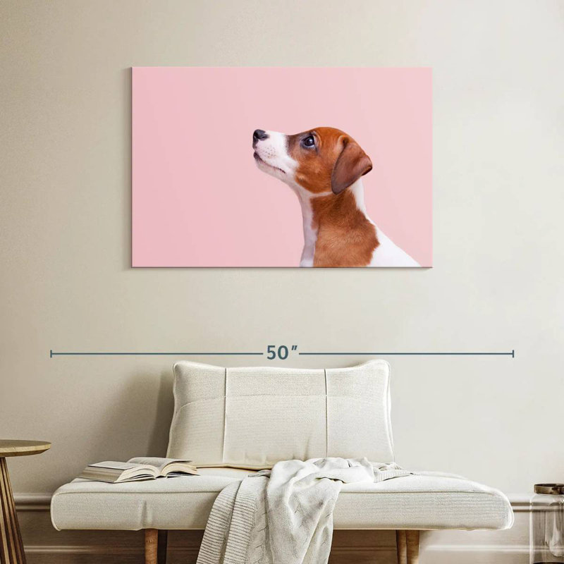 Jack Russel Brampt, H 26 po x l 39 po