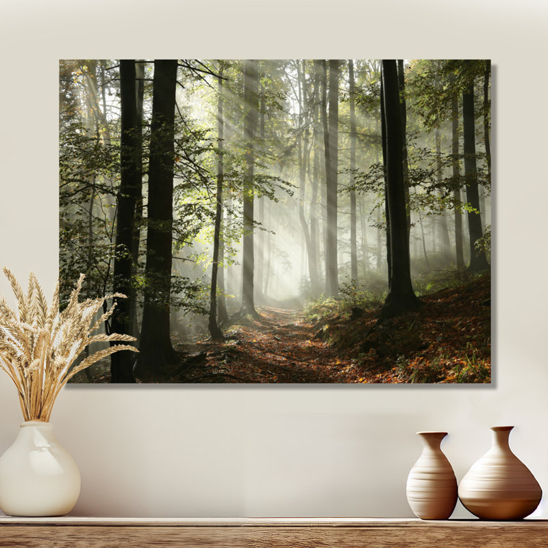 Lumière dans une forêt d'automne dense avec brouillard, œuvre d'art, H 16 po x l 32 po, Toile tendue, Sans cadre