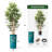 Artificial Tree in Black White Wood Tree Rings Pattern Planter Fake Bamboo Silk Tree-103684947