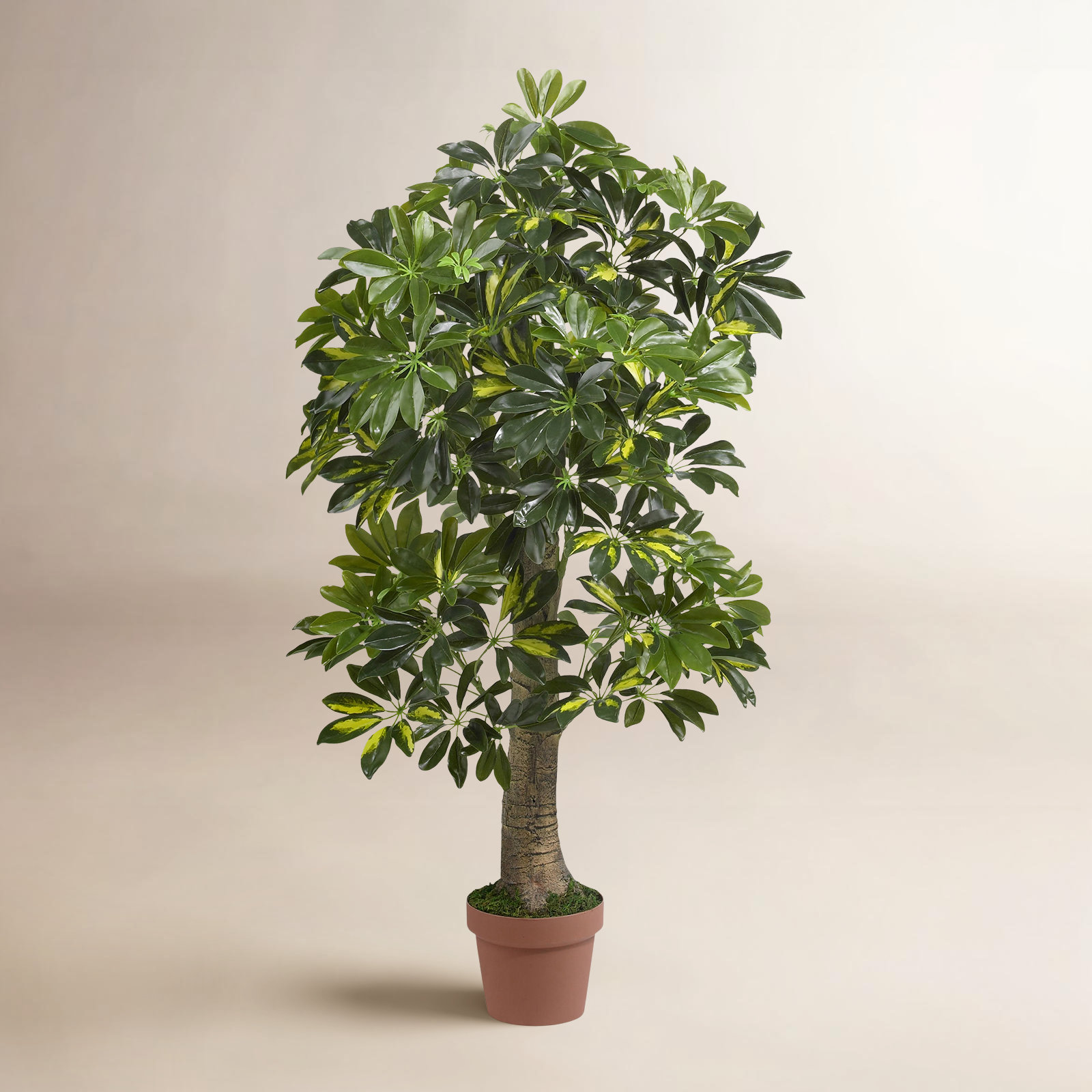 48" Schefflera Tree in Pot