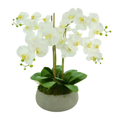 Orchid Arrangement in Planter