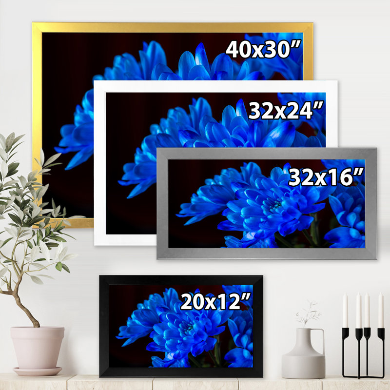 «Blue Chrysanthemum Flowers on Black II», photographie sur toile, H 24 po x l 32 po x 1,5 po, Toile blanche encadrée