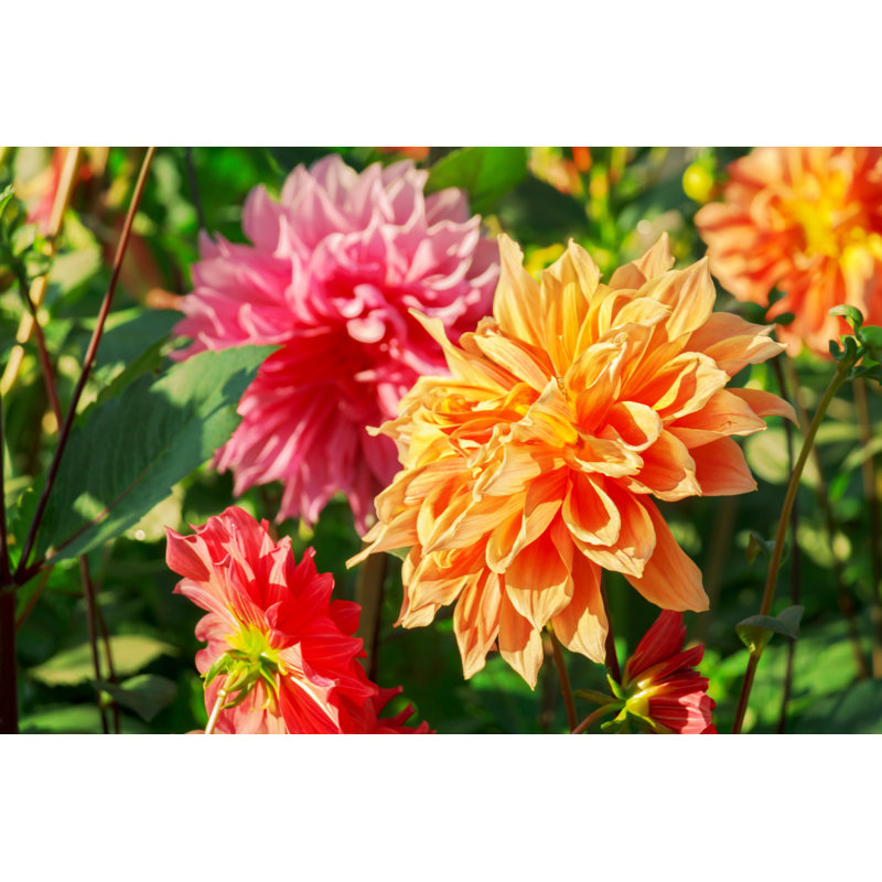 Dahlia Flower In Garden by Chingraph - Wrapped Canvas Print, 20cm H x 30cm W