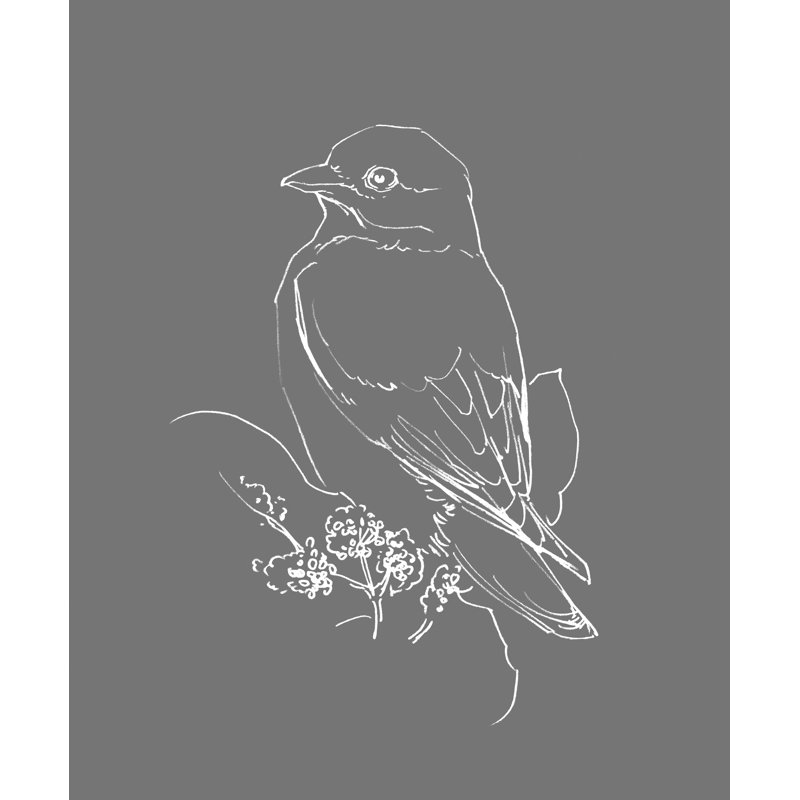 Oiseau gris neutre croquis-reproduction sur toile tendue, H 48 po x l 32 po