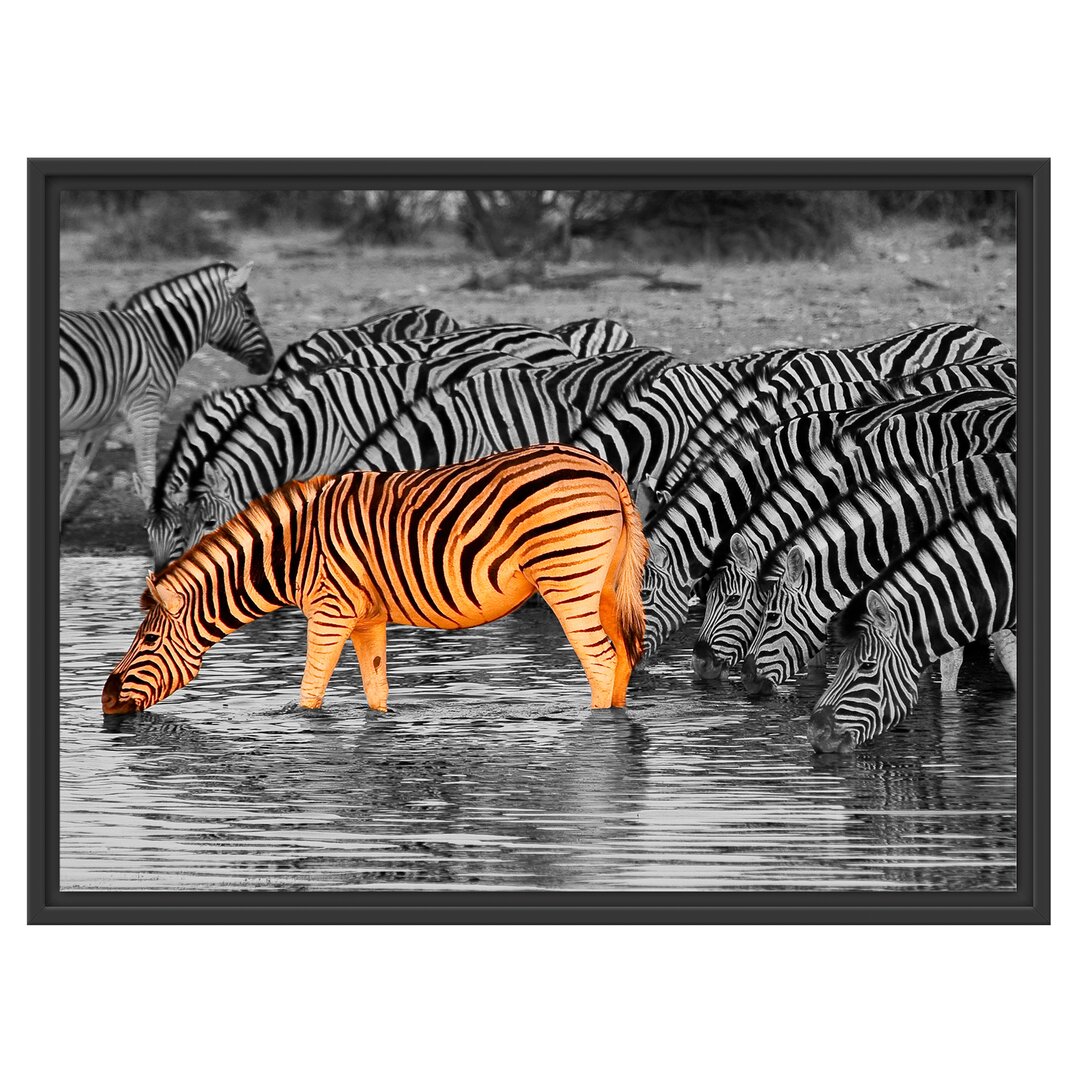 Gerahmtes Wandbild Zebras an der Wasserstelle