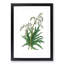 Chinese Rhubarb Illustration - Picture Frame Painting Print-55545953-55545956