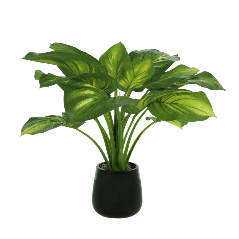 Hosta Plant