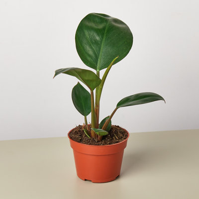 House Plant Shop Live Philodendron Plant