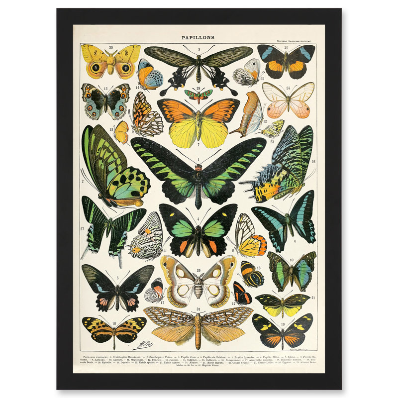 Moths Butterflies Lepidopterists - Single Picture Frame Art Prints