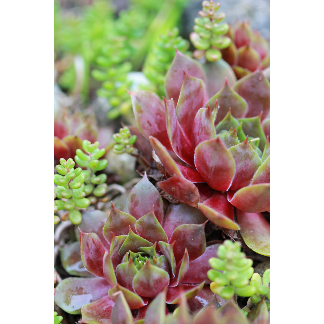 Succulents, Sempervivum, Houseleek by Nebelsee - Wrapped Canvas Print