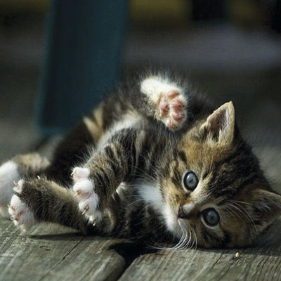 Cat Yoga V