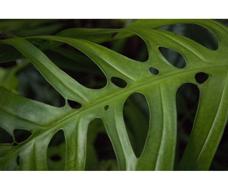 Feuille de Monstera Adansonii - photographie sur toile tendue, H 8 po x l 12 po