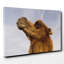 Camel Photographic - Wrapped Canvas-19090897