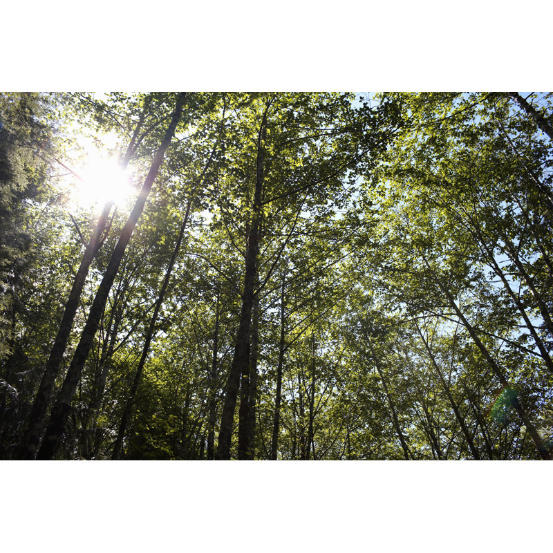 Sunlight Coming Through Forest Canopy by Ryan McVay - No Frame Art Prints on Canvas, 30cm H x 46cm W