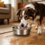 Pet Bowl