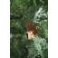 Anlin Faux Cypress Tree in Pot-1384108309