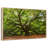 Oak-1451926074-1451926076