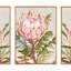 Giclées Queen Protea, ensemble de 3