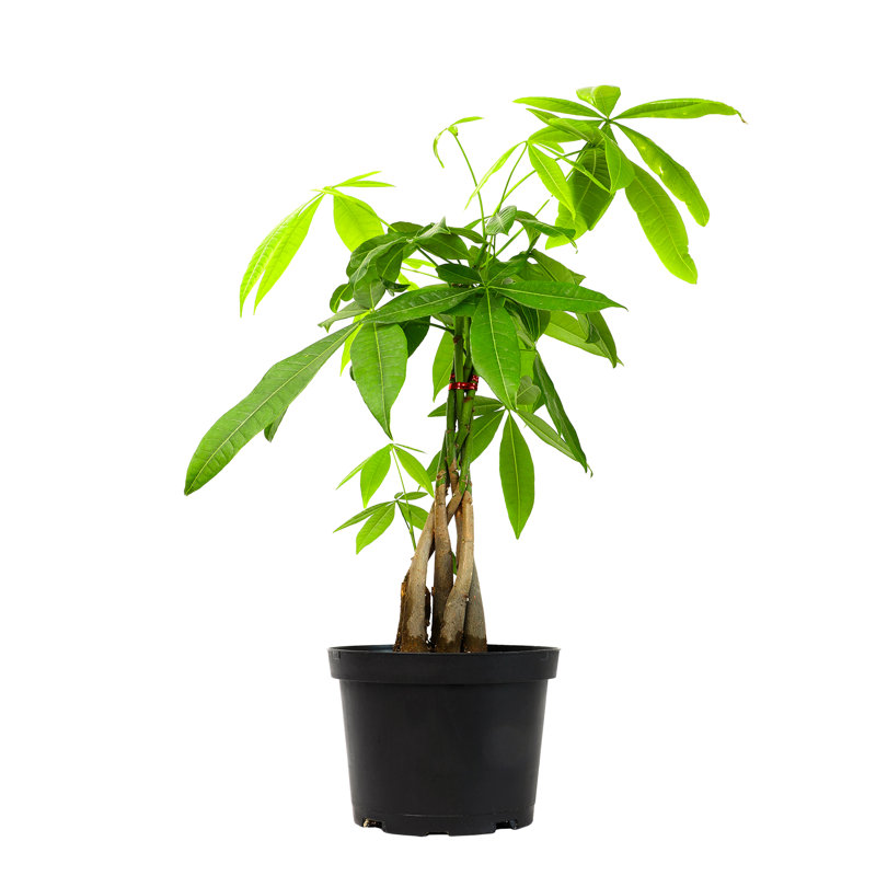 6-Inch Money Tree Plant in Black Plastic Pot