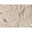 6" x 6" SeaStone Fish Tail Fossil Square Edge Medallion Tile in White