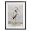 «Serene Heron Balancing», reproduction sous verre encadrée, conception par Hannah Dawson-1284266609-1284266607
