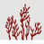 Cranberry