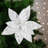 8 " Polyester Poinsettia Arrangement