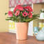 Deltini Pot Planter-16493047-16493045
