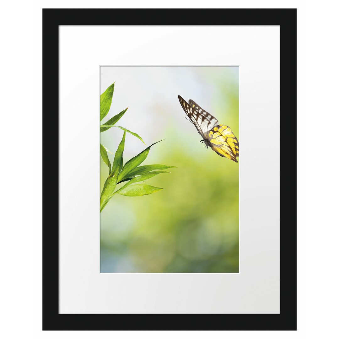 Gerahmtes Poster Bambus mit Schmetterling