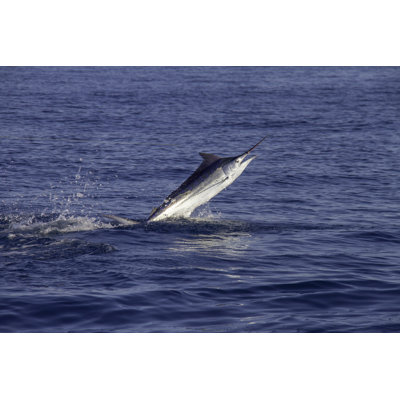 Black Marlin Jumps by Kelly Dalling - Wrapped Canvas Print