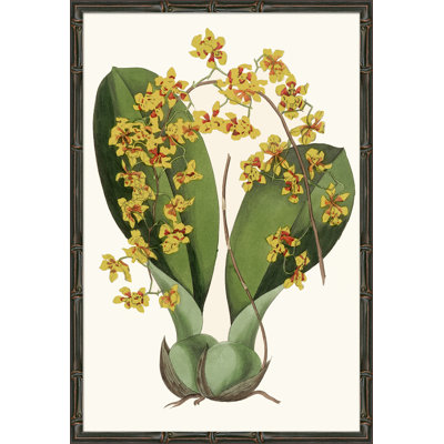 Yellow Orchids Giclee Print