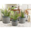 Nittany Plant Pot