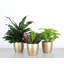 Plant in Pot-898924731
