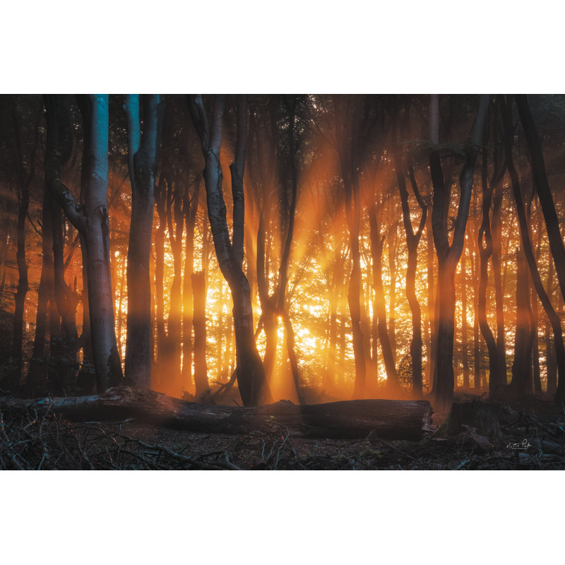 «Glowing Forest on Canvas» par Martin Podt, reproduction, H 12 po x l 18 po x P 1,25 po