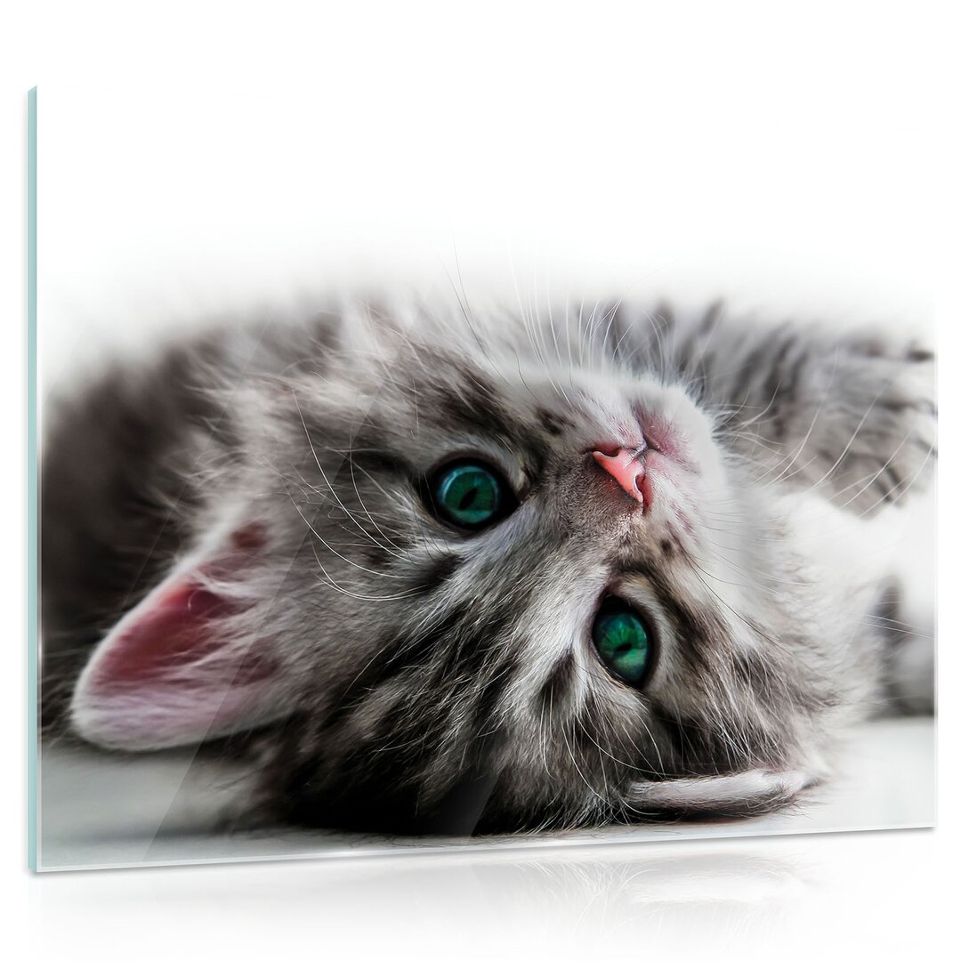 Glasbild Katze