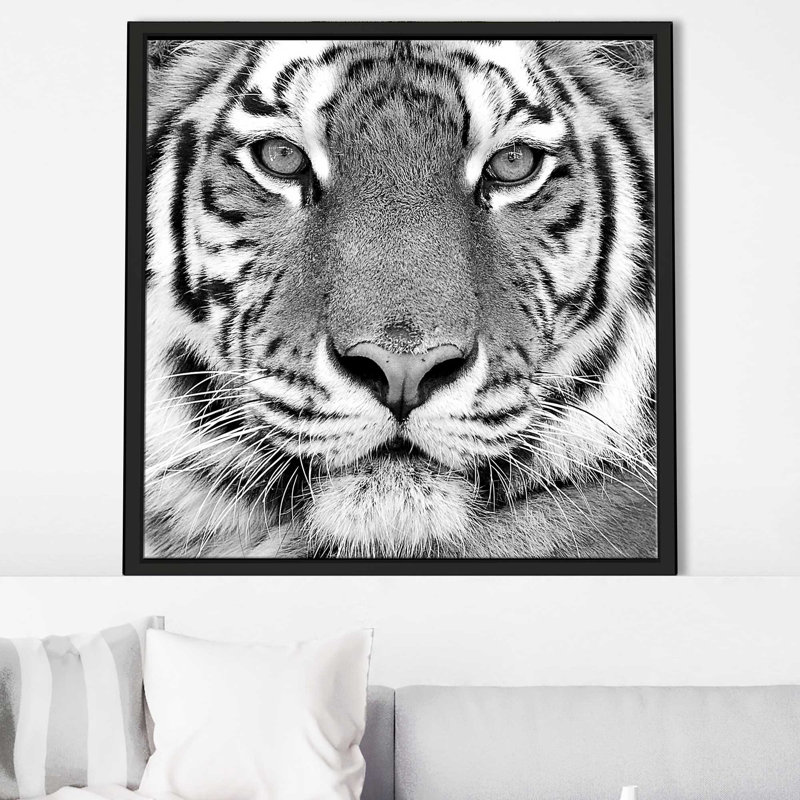 Tigre par Photoinc Studio - photographie, Cadre flottant noir, H 31,5 po x l 31,5 po x P 2 po