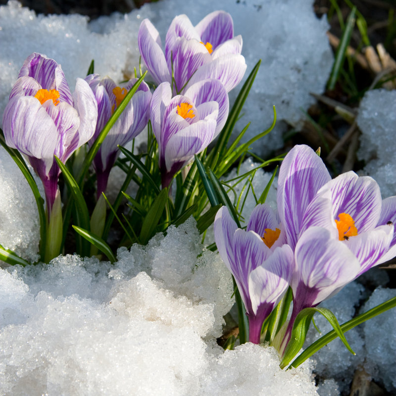 Purple Crocus Flowers Blooming In The Snow - Wrapped Canvas Print, 30cm H x 30cm W x 3.8cm D