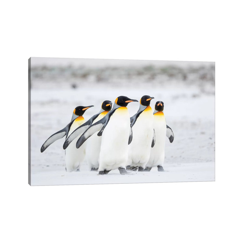 King Penguin On Falkland Islands. by Martin Zwick - Wrapped Canvas Gallery-Wrapped Canvas Giclée